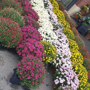 122825970_1298363153848468_3905292618250350367_n