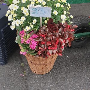 123101903_1298356120515838_6286320221557883066_n