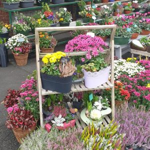 123138490_1298363250515125_5109170371381326702_n