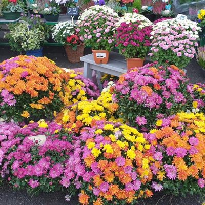 Plante d'exterieur Ham