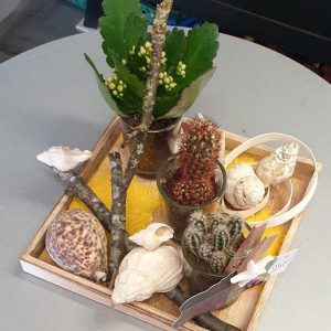 Plente d'interieur Hum